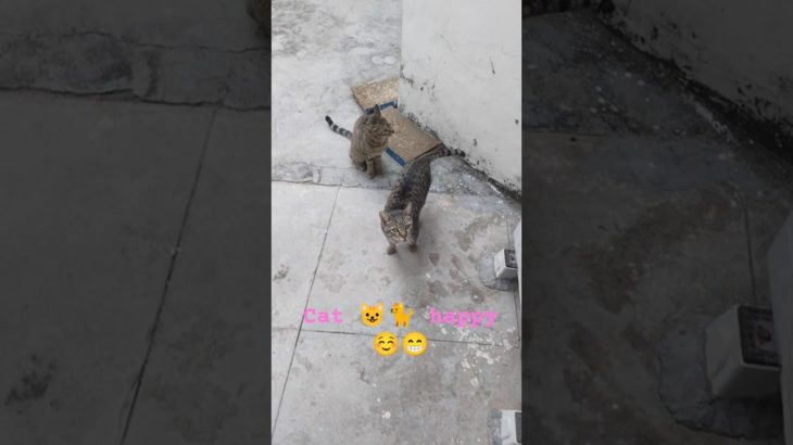 #funny #cuteanimals #ekmotahathighumechala #comedy #straydog #streetdog #love #hindisong #cute #pet