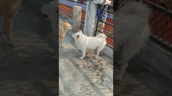 #funny #🥰 vira#😛 comedy#🫣animal lover#😍pet lover#viral reel#😄cute pet#🤩 trending#shortsvideo#😄🤩