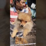 galiff street Pet Market kolkata ❣️🔥 #dog #shorts #pets #culturepom