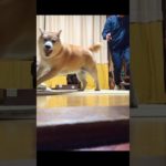 隠れても。。。　　　　　　　　　　　　　　　　　　　#柴犬 #japan #しばいぬ #愛犬 #ペット #ペット動画 #かわいい #面白い #犬 #犬のいる生活 #犬のいる暮らし #北海道