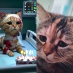 kucing #cat #cute #happybirthday #cats #cutecat #funny #kitten #pet #funnycats #meow #animals #kitty