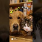 ペット&ヒーロー　ちょっと休憩　#love  #子猫 #猫動画 #マクドナルド #マックバイト#ai  #もしもシリーズ #癒し動画#shorts #mcdonaldstoys