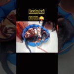 mera kaalu bachaa#pets #pet #petlover #petlovers #petshorts #petparent #dog #dogs#dogshorts#doglove