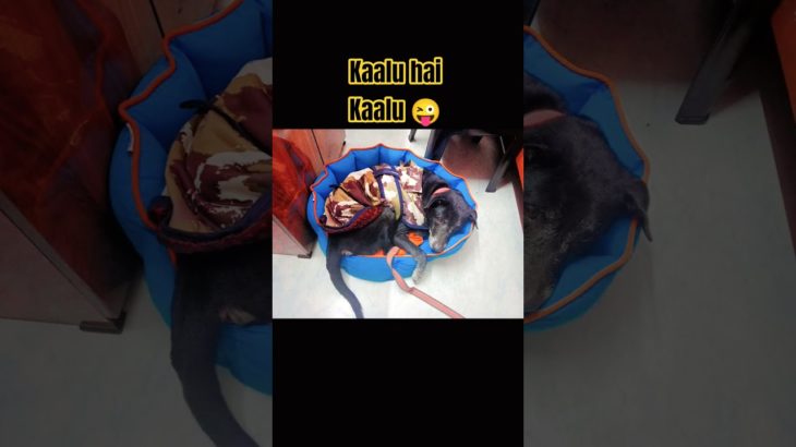 mera kaalu bachaa#pets #pet #petlover #petlovers #petshorts #petparent #dog #dogs#dogshorts#doglove