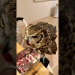 ひとりで食べるもん。#アフリカワシミミズク #フクロウ #癒し #かわいい #ペット #owl #cute #animals #birds #pets