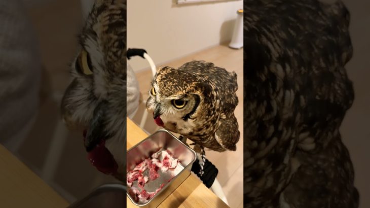 ひとりで食べるもん。#アフリカワシミミズク #フクロウ #癒し #かわいい #ペット #owl #cute #animals #birds #pets
