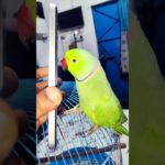 #parrot #bird #parrotsofinstagram #parrots #birds #birdsofinstagram #parrotlover #pet #parrotlife