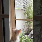 อยากเล่นกะหอยทาก #pet #cat #kitten #catshorts #cute #cutecat #pets #animals #funny #kitty