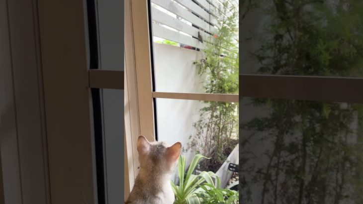 อยากเล่นกะหอยทาก #pet #cat #kitten #catshorts #cute #cutecat #pets #animals #funny #kitty