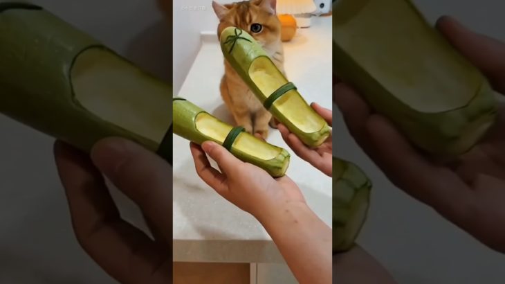 মালিক তার pet দের সাথে সাথে নিজেও বাচ্চা 🥰 #shorts #viral #pet #animal