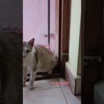 ஒரே ஜாலி தான் #pet #vairalshort #voiceover #alagi #cutecat #petlover #funnypet #cat #petshub