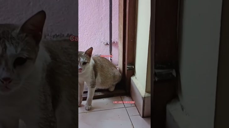 ஒரே ஜாலி தான் #pet #vairalshort #voiceover #alagi #cutecat #petlover #funnypet #cat #petshub
