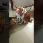 #pet#dog ❤️#Short#dog love❤️#