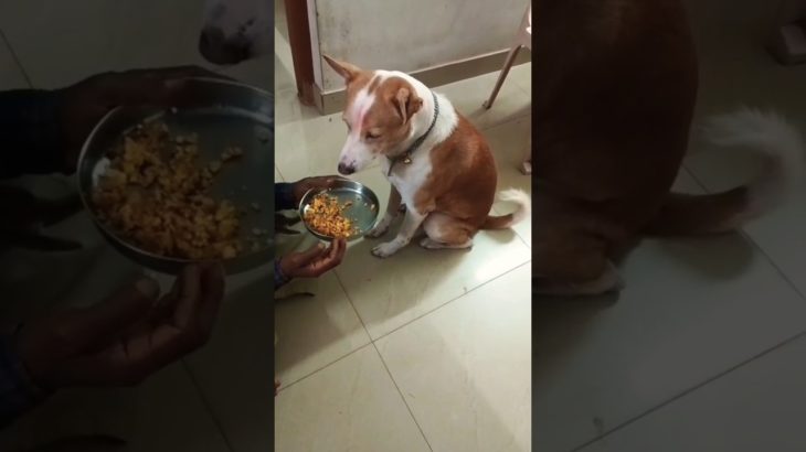 #pet#dog ❤️#Short#dog love❤️#