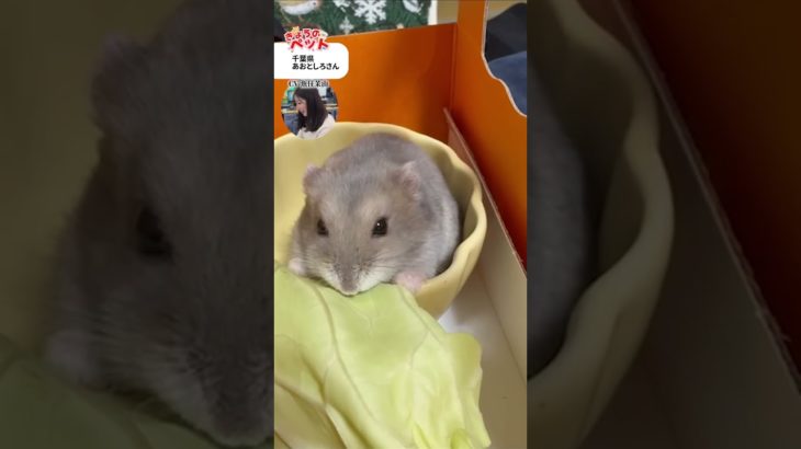 【きょうのペット】冬でも元気に過ごしてます！　#通勤タイパ #魚住茉由 #pets