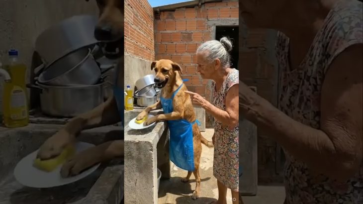 #pets #pet #piadasrapidas #foryou #foryou #viral #shortsyoutube #birds