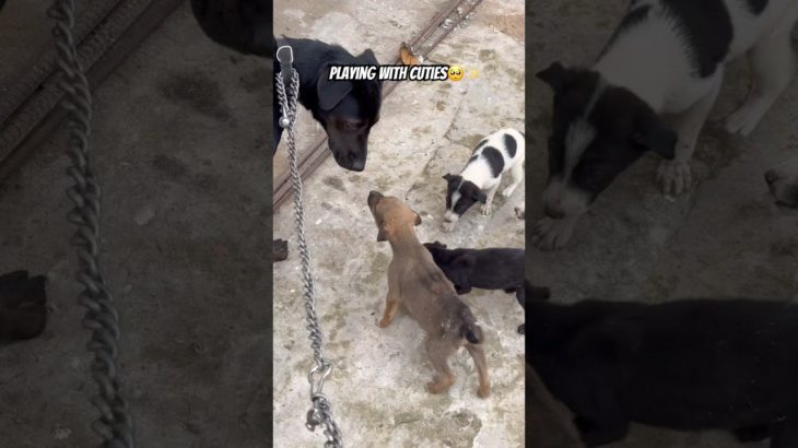 #pet#trending#trend#shorts#shortsfeed#viral#viralvideo#love##shortsfeed#kindness#youtubeshorts#cute