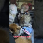 あけましておめでとうございます#ポメラニアン #pomeranian  #포메라니안 #多頭飼い #ペット #4ポメ#犬のいる暮らし #4ポメのママ