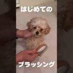 はじめてのブラッシング   #トイプードル #赤ちゃん #癒し #可愛い #愛犬 #puppy #いぬ #ペット #toypoodle #犬動画 #子犬 #犬のいる生活 #かわいい #トリミング