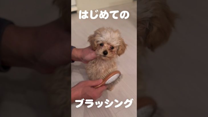 はじめてのブラッシング   #トイプードル #赤ちゃん #癒し #可愛い #愛犬 #puppy #いぬ #ペット #toypoodle #犬動画 #子犬 #犬のいる生活 #かわいい #トリミング