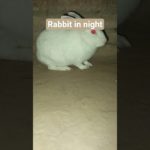 #rabbitinnight #khargosh #bunny #rabbit #cute #pet #cutepet #viralvideo #rabbitfunny #khargoshkafun