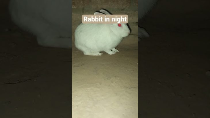 #rabbitinnight #khargosh #bunny #rabbit #cute #pet #cutepet #viralvideo #rabbitfunny #khargoshkafun