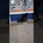segurança reforçada no caixa eletrônico #pet #shortscute .
