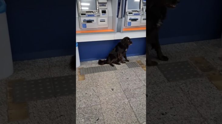 segurança reforçada no caixa eletrônico #pet #shortscute .