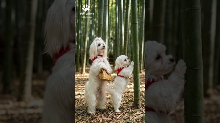 京都旅行に来たマルチーズの親子 #shorts #ペット初心者 #犬のいる暮らし #犬初心者