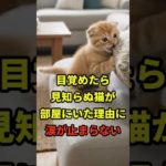 野良猫が繋いだ親子の絆　#shorts #朗読 #シニア #猫 #ペット #感動する話