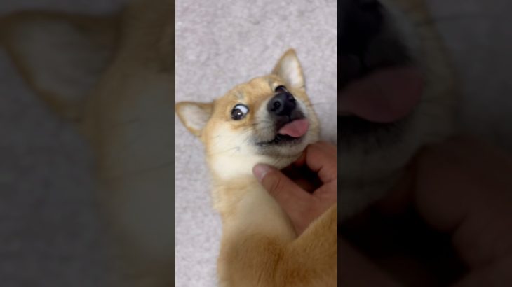 今日も甘えたな豆柴が可愛い…#shorts#柴犬#ペット