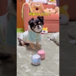ペット用ガチャがかわいすぎた🐶❤️#柴犬 #チワワ #shorts