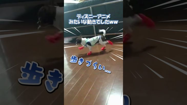 極小チワワクツをはくｗｗ💕#shorts #chihuahua  #dog #チワワ  #ペットのいる暮らし