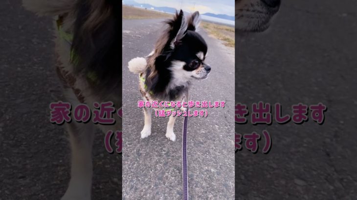散歩嫌いなラテちゃん【ラムラテの成長記録】#チワワ#メス#ペット#多頭飼い#shorts #犬#子犬#dog  #chihuahua#かわいい #芸#癒し