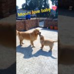 #shorts fever #youtubeshorts #goldenretreivers#cute pet