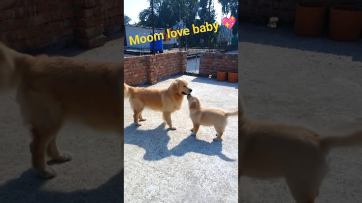#shorts fever #youtubeshorts #goldenretreivers#cute pet