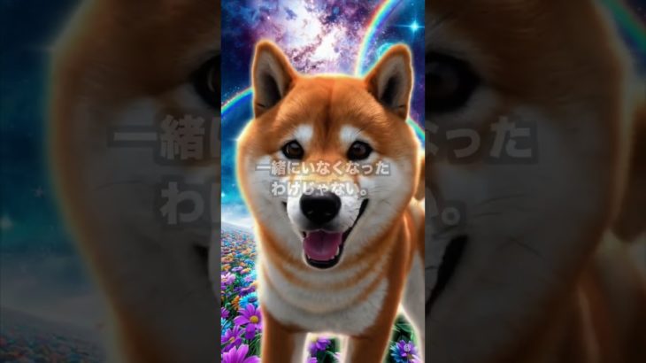 『終わりは、関係の形が変わるだけ。』#shorts #泣ける犬 #ペットロス @kimiinu