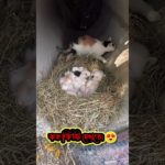 সত্যি অনেক কিউট। ❤️#shorts #petlovers #pet