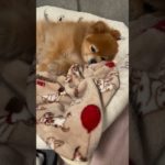 今日のモカちゃん #犬 #ポメラニアン #犬のいる暮らし #ペット #癒し #shorts #short