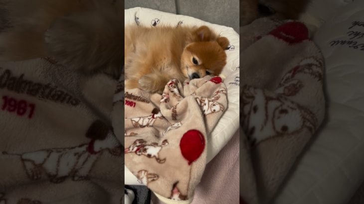 今日のモカちゃん #犬 #ポメラニアン #犬のいる暮らし #ペット #癒し #shorts #short