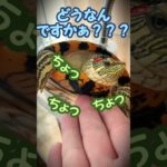 しずかの大脱走  #shorts #ペット #ミシシッピアカミミガメ #ミドリガメ #turtle #かわいい #爬虫類 #スキンシップ #カメ #癒し