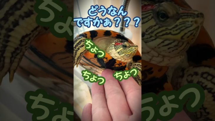 しずかの大脱走  #shorts #ペット #ミシシッピアカミミガメ #ミドリガメ #turtle #かわいい #爬虫類 #スキンシップ #カメ #癒し