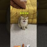 মালিক বিড়ালটার দাঁতের মাপ নিয়ে 😲 #shorts #viral #pet #animal