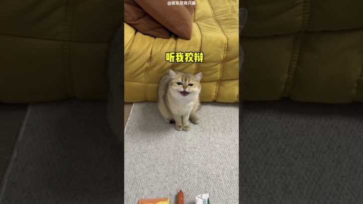 মালিক বিড়ালটার দাঁতের মাপ নিয়ে 😲 #shorts #viral #pet #animal