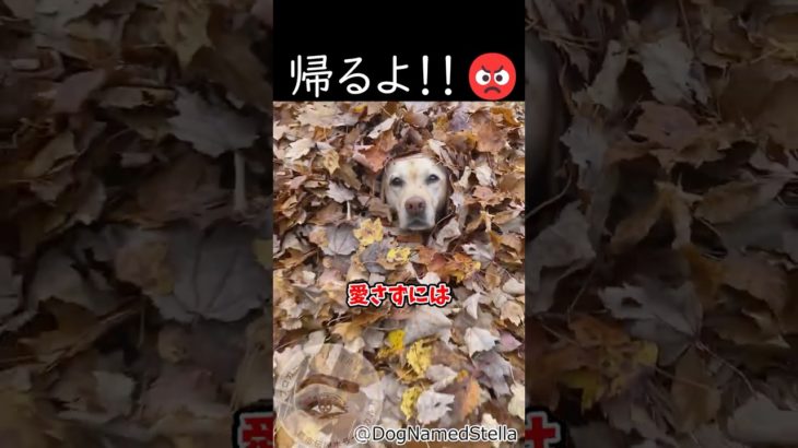 遊ぶのが大大大好きなわんちゃん🐶　#shortvideo #ペット #大型犬のいる生活