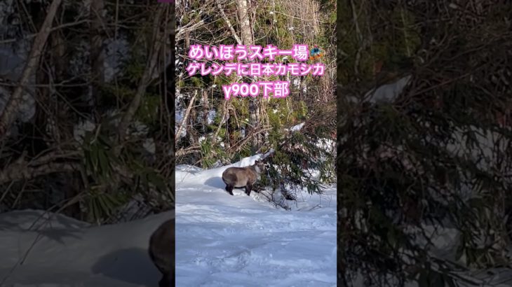 スキー場に日本カモシカ #めいほうスキー場 #snowboarding #shortvideo #動物 #ペット #ペット動画 #鹿 #シカ #かわいい #野生動物  #景色綺麗