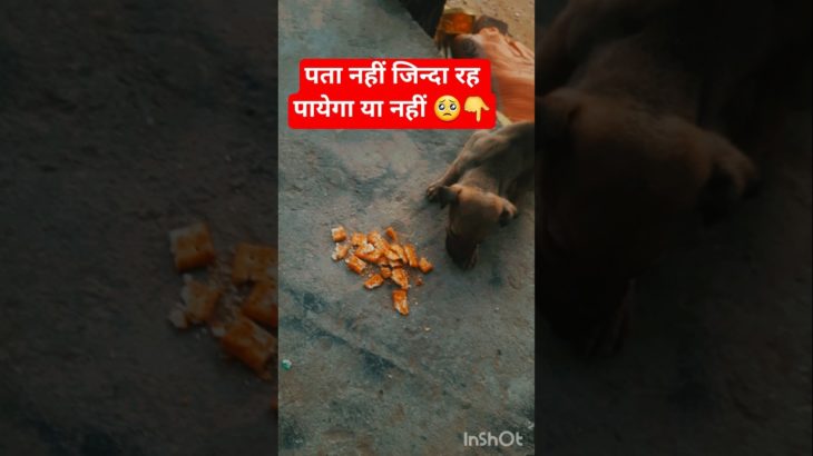 street puppies 😌 #shorts #streetdog  #streetpuppy #pets #animals #pet