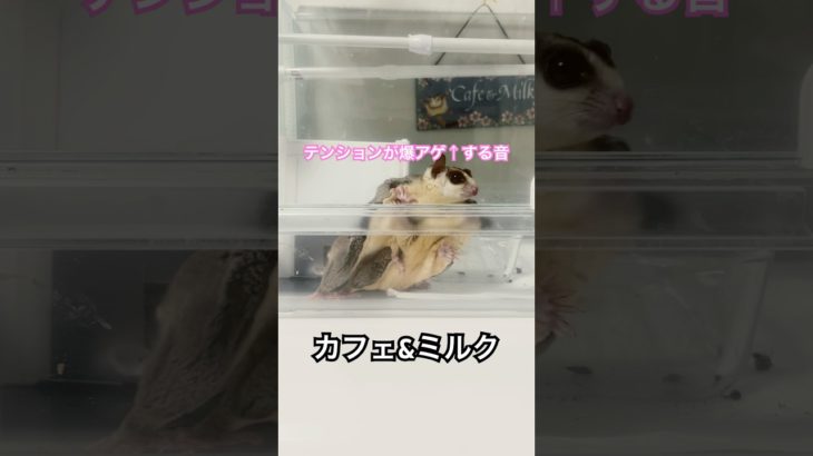 バイブスぶち上げ↑   #ふくろももんが   #フクロモモンガ #sugarglider  #ペット #ペット動画  #可愛い  #かわいい  #cutぶ