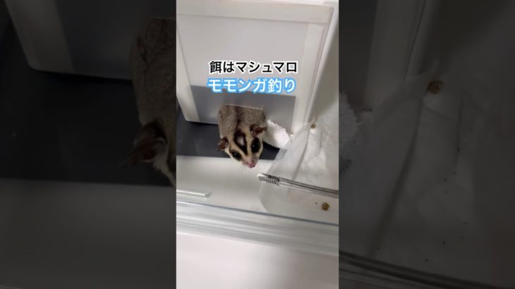 モモンガフィッシング #モケケ・シュガグラ #ふくろももんが   #フクロモモンガ #sugarglider  #ペット #ペット動画  #可愛い  #かわいい  #cute #エキゾチックアニマル