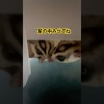 秘密の部屋侵入 #モケケ・シュガグラ #ふくろももんが   #フクロモモンガ #sugarglider  #ペット #ペット動画  #可愛い  #かわいい  #cute  #小動物  #フクモモ